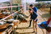 Jaipur Village Visit and Volunteering for Animal Care