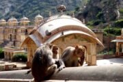 Monkey-Temple-in-Jaipur