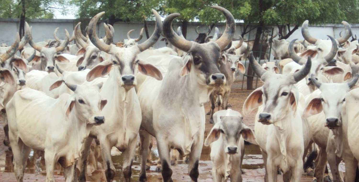 Jaipur Village Visit (Volunteering for Animal Care)