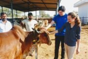 jaipur village visit with animal care