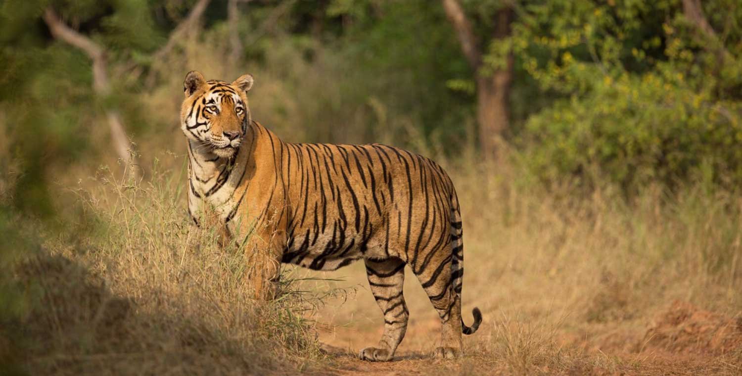 Jaipur Sariska Cycling Tour 1Nts 2Days