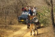 sariska-national-park