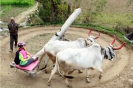 Village Cycle Safari (Day Excursion)