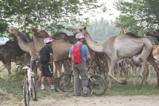 Jaipur Sariska Cycling Tour