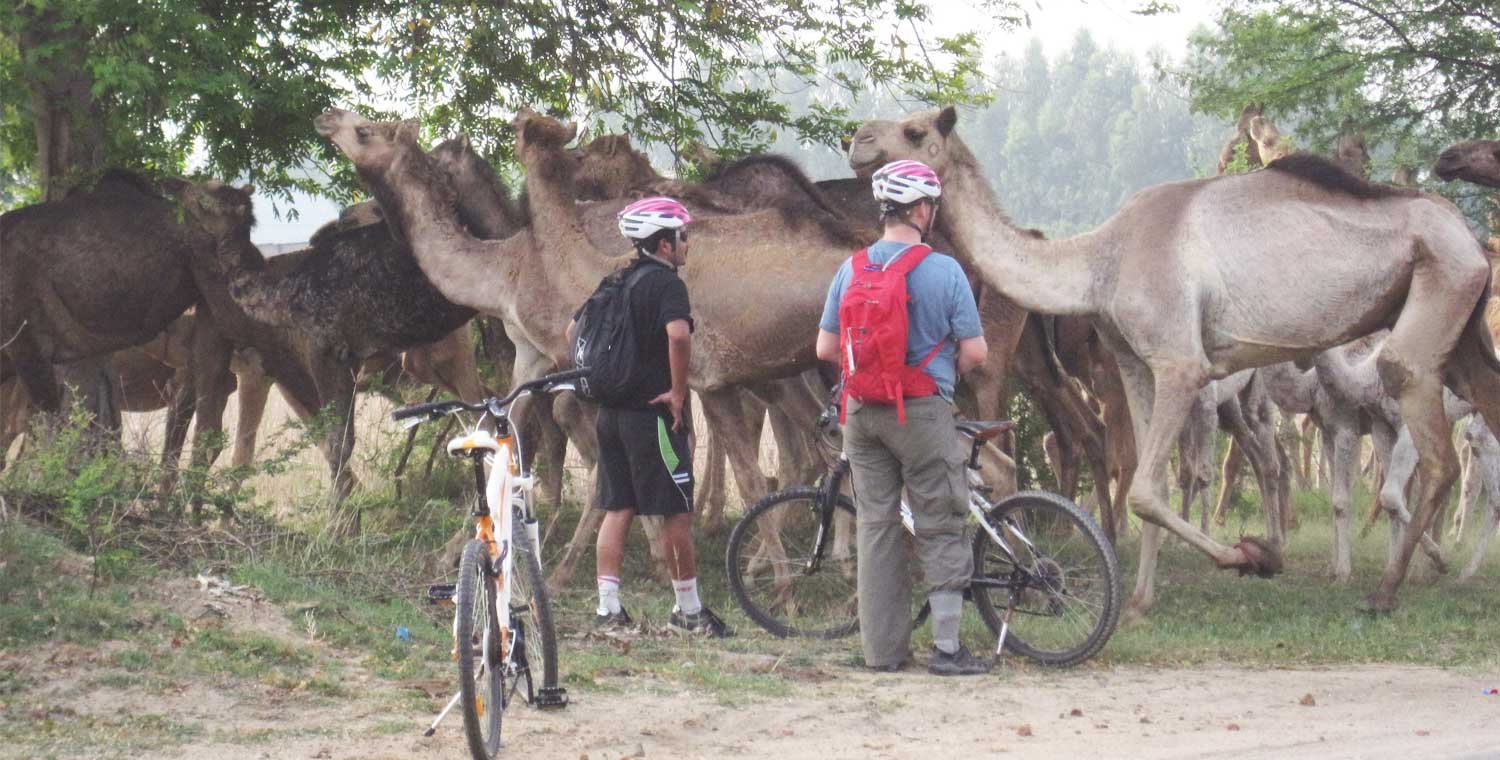 Jaipur Sariska Cycling Tour