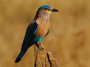 A-Ride-in-the-Nahrgarh-Hills-of-Jaipur-Rajasthan-INDIA-300x225
